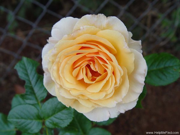 'Camisole™' rose photo
