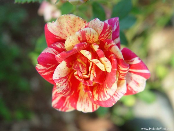 'Fall Festival ™' rose photo