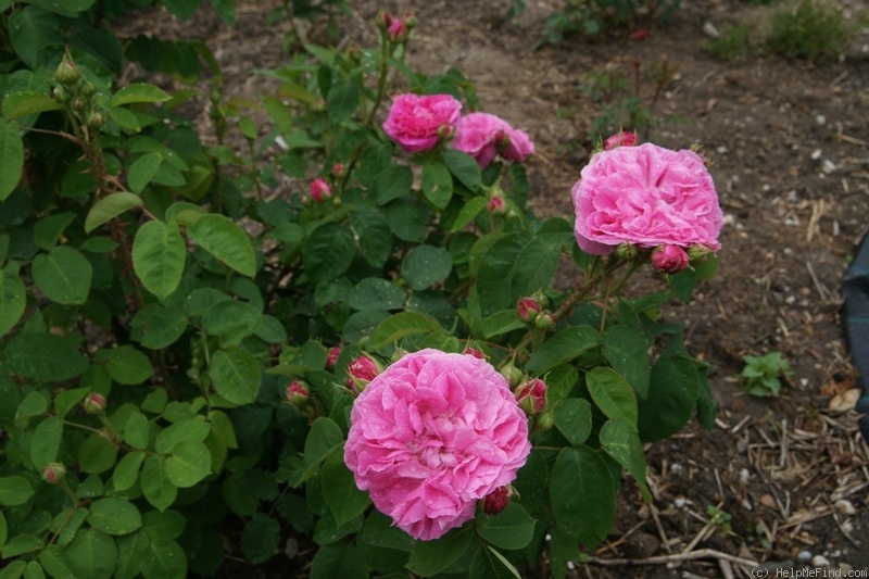 'Baronne Prévost (Hybrid Perpetual, Desprez, 1841)' rose photo
