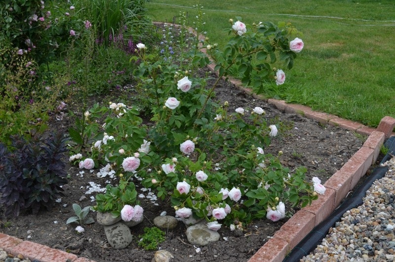 'Félicité Parmentier' rose photo