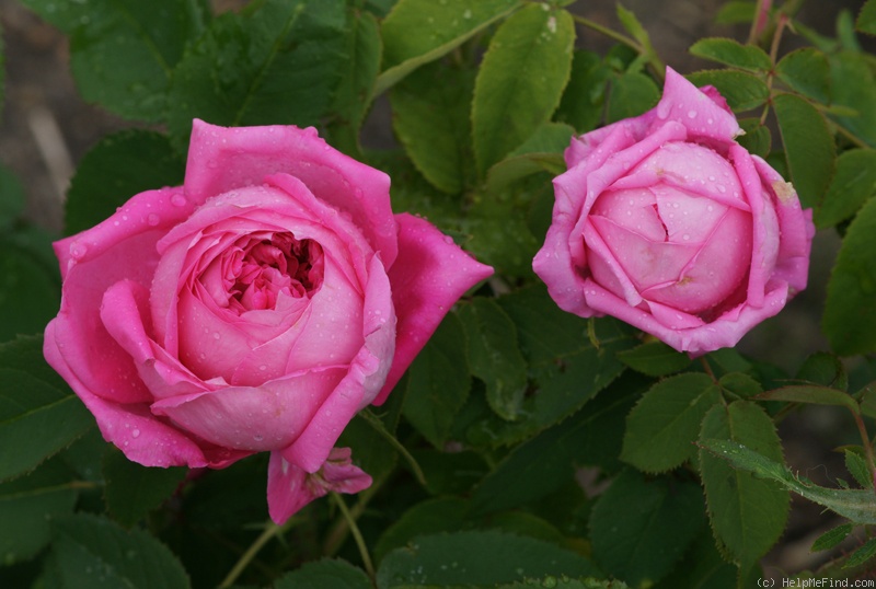 'Yolande d'Aragon' rose photo