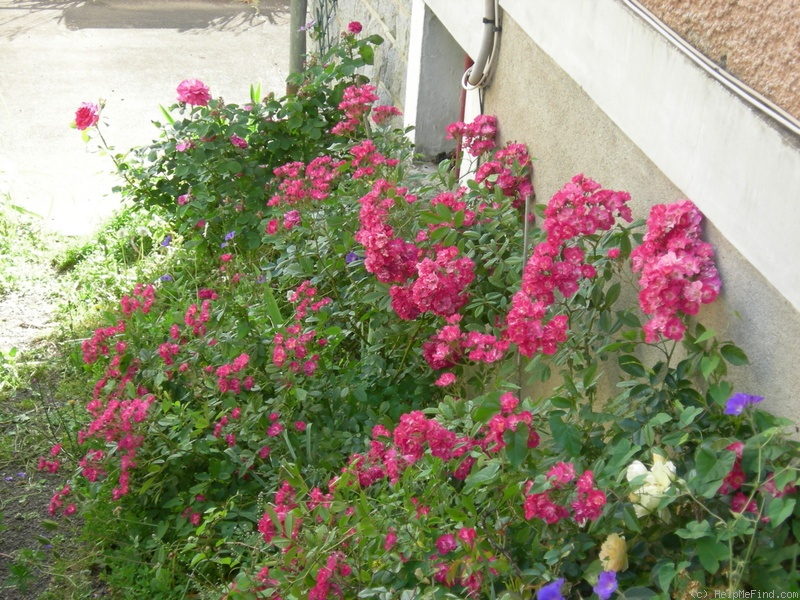 'Robin Hood (hybrid musk, Pemberton, 1927)' rose photo
