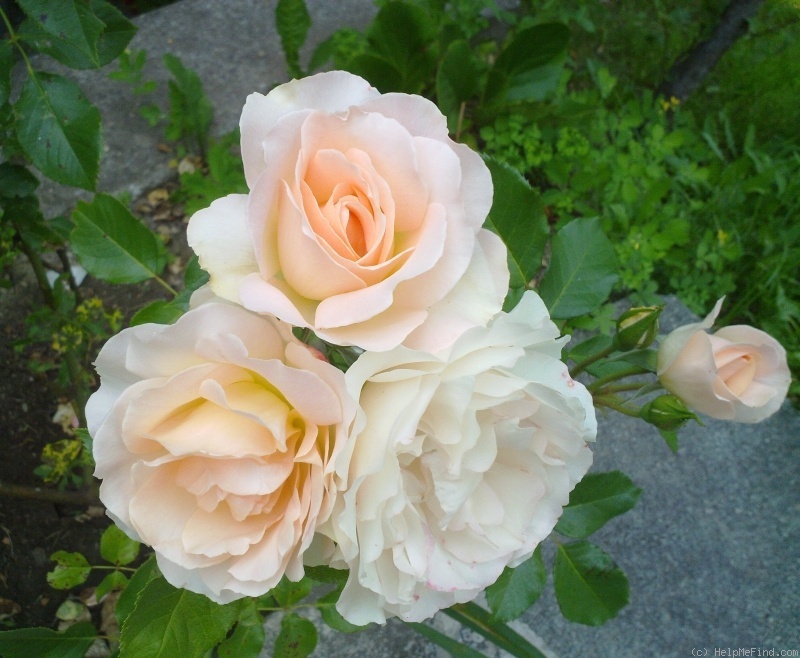 'Sans Souci ® (floribunda, Barni, 1995)' rose photo