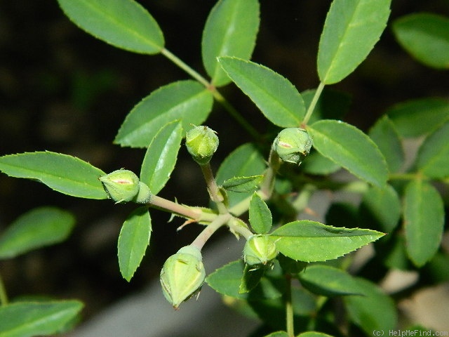 '0-47-19DLFED' rose, click to enlarge '0-47-19DLFED' rose photo