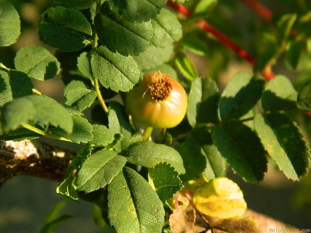'1-72-1Hugonis' rose photo