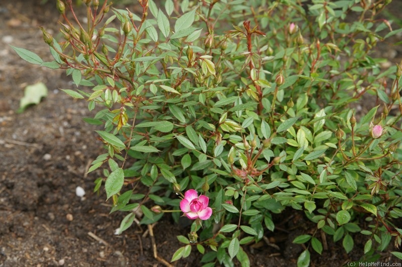 'Ciocärlia' rose photo