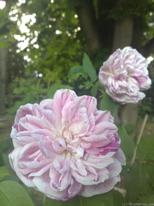 'Honorine Brabant' rose, click to enlarge 'Honorine Brabant' rose photo