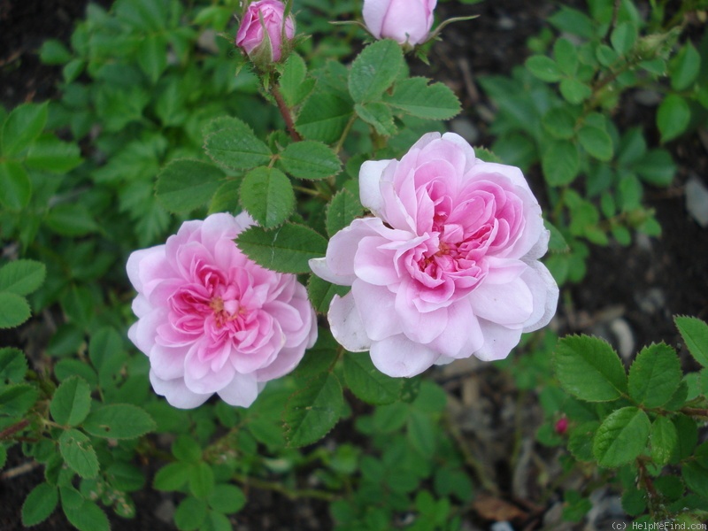 'De Meaux' rose photo