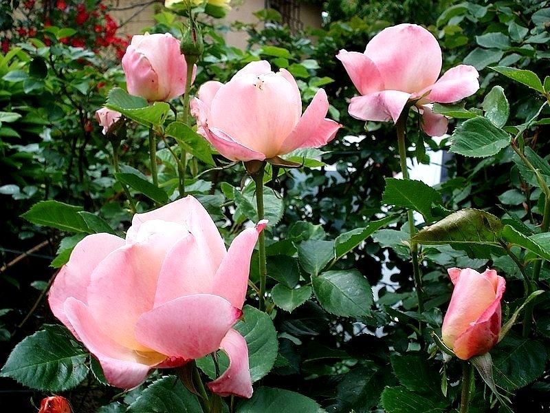 'Isabelle Autissier ®' rose photo