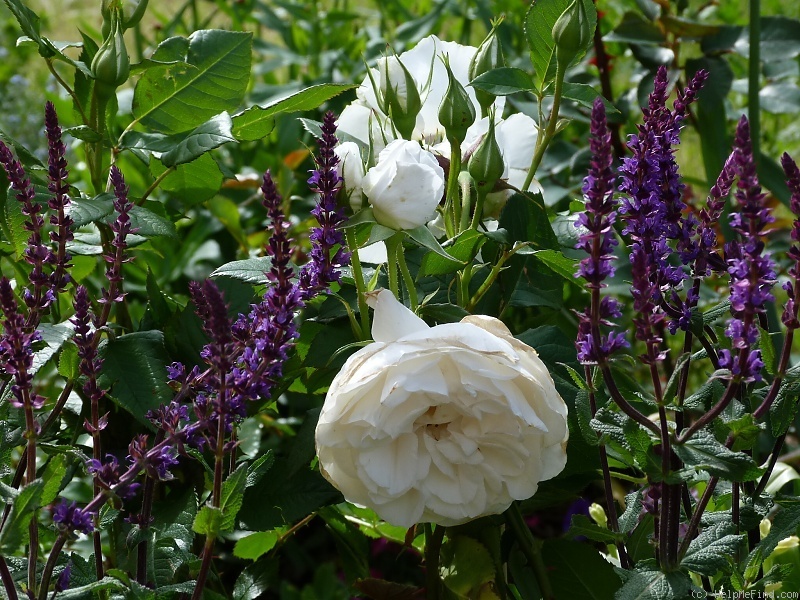 'Annapurna (hybrid tea, Dorieux 2000)' rose photo