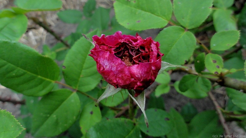 'Zorja Mičurina' rose, click to enlarge 'Zorja Mičurina' rose photo