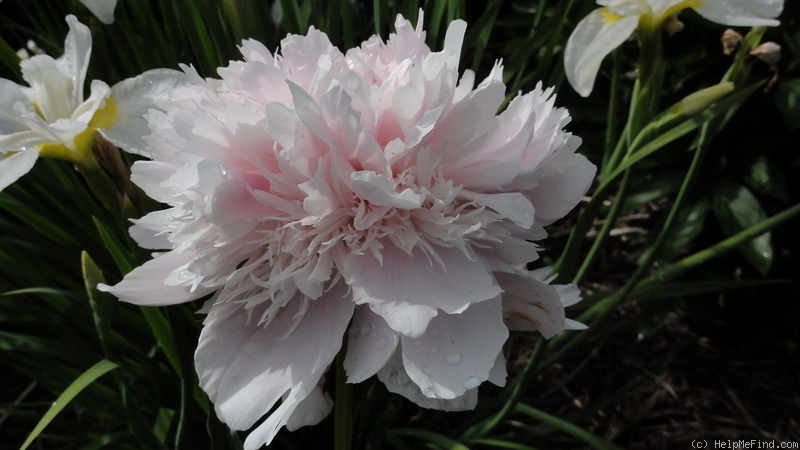 'Noémie Demay' peony photo