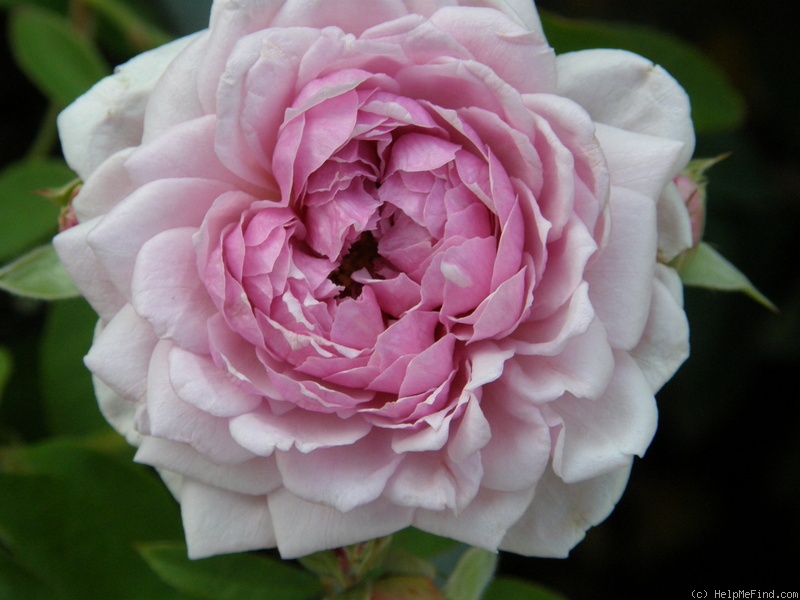 'Annie Laurie McDowell' rose photo