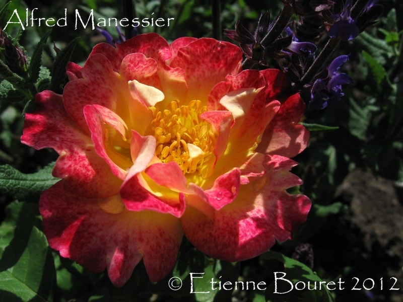 'Alfred Manessier ®' rose photo