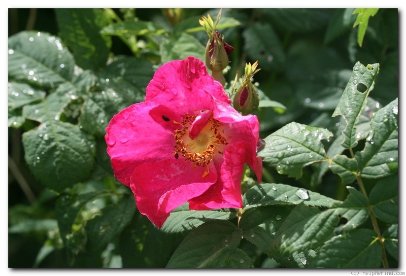 'Splendens (gallica/turbinata)' rose photo