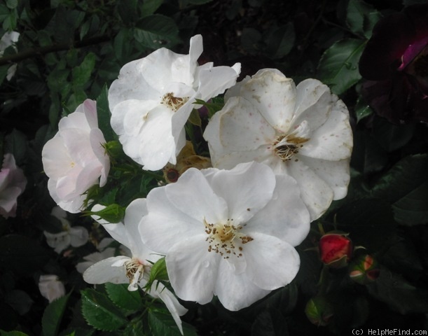 'Vierge Folle ®' rose photo