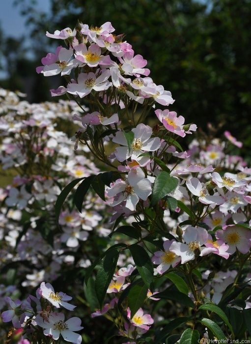 'Lyda Rose' rose photo