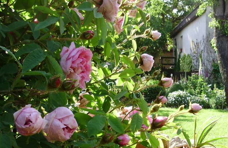 'Andreas'Garten'  photo