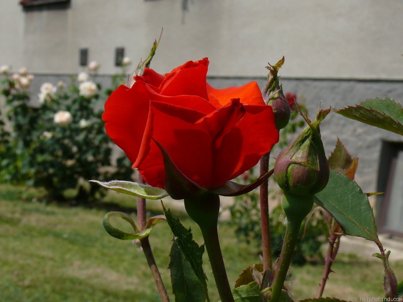 'Lidka' rose photo