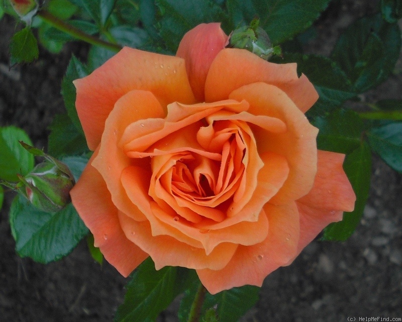 'Agnieszka' rose photo