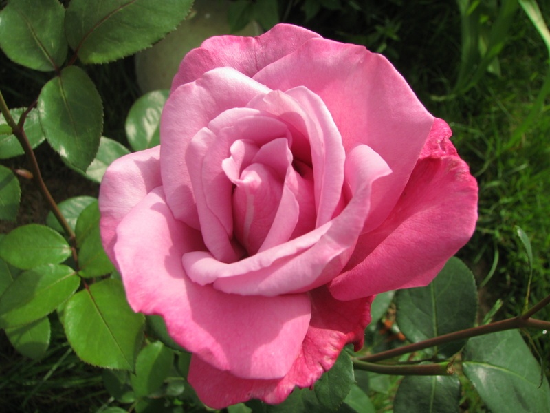 'Doamna in mov' rose photo