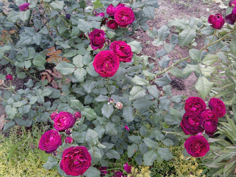 'Astrid Gräfin von Hardenberg' rose photo
