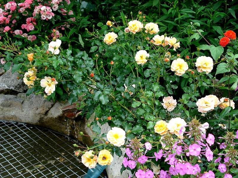 'Calizia ®' rose photo