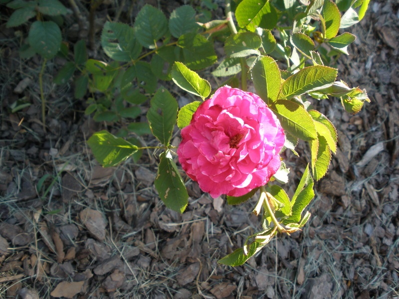 'England's Rose (shrub, Austin before 2009)' rose photo