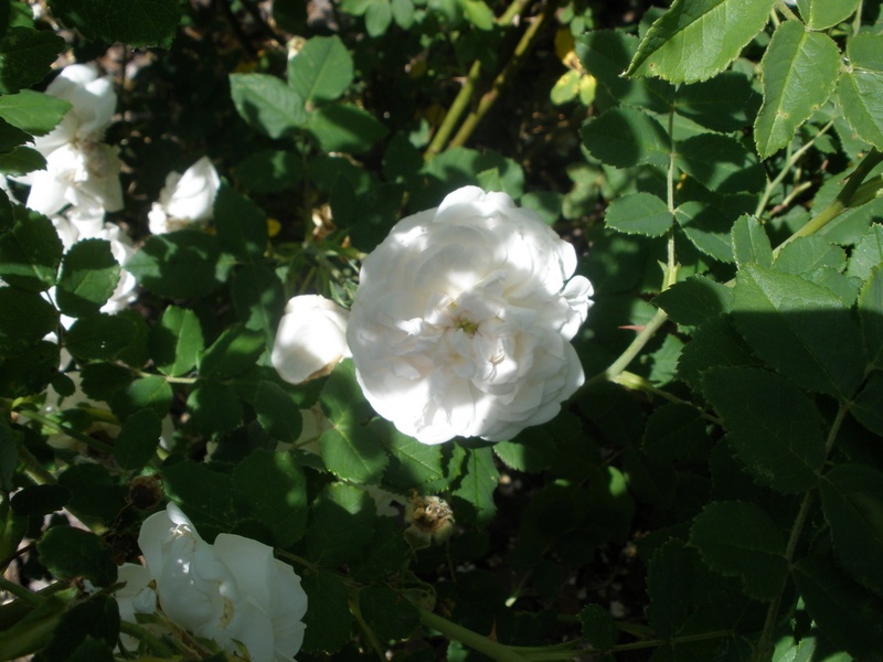 'Madame Plantier (hybrid noisette, Plantier, 1835)' rose photo