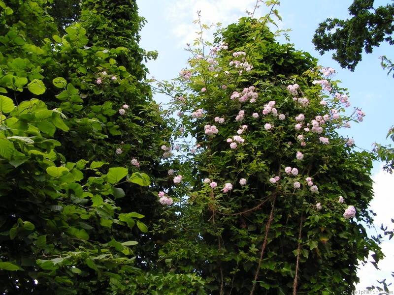'Paul's Himalayan Musk Rambler' rose photo