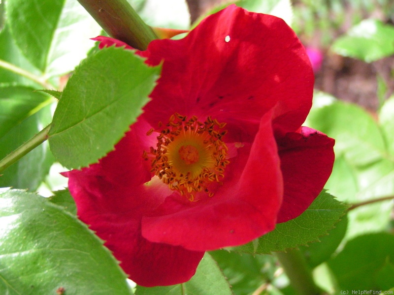 'Scharlachglut' rose photo
