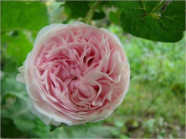 'Cuisse de Nymphe (Alba, before 1400)' rose photo