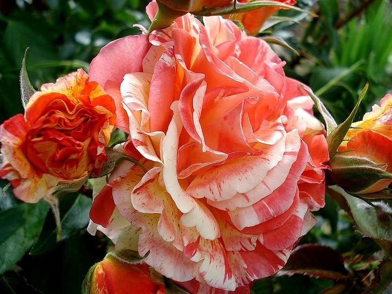 'Oranges 'n' Lemons ™' rose photo