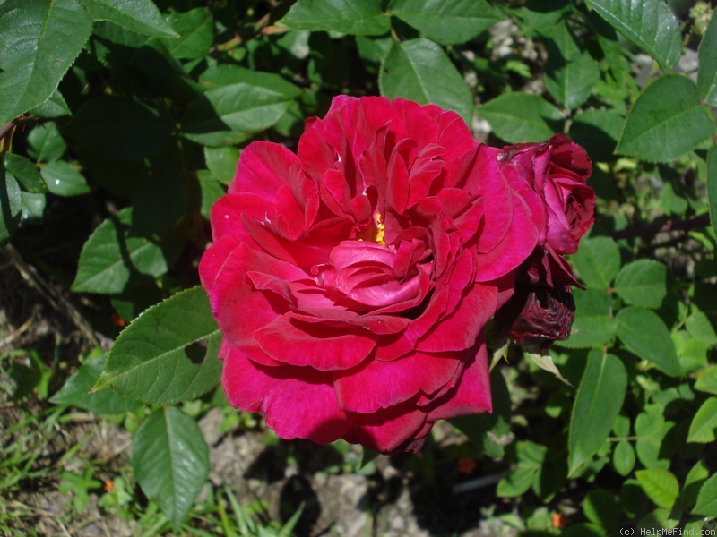 'Zarja Micurina' rose photo