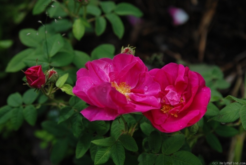 'R. gallica officinalis' rose photo