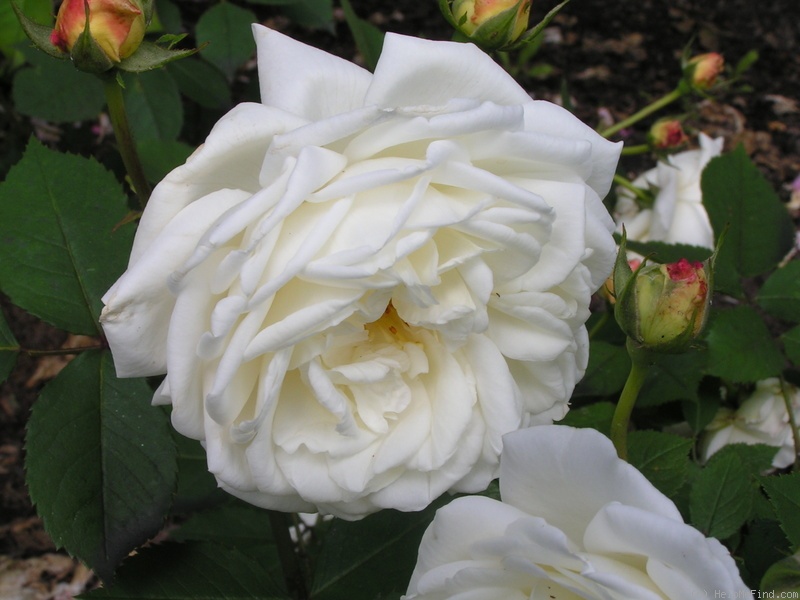 'Weisse Gruss an Aachen' rose photo