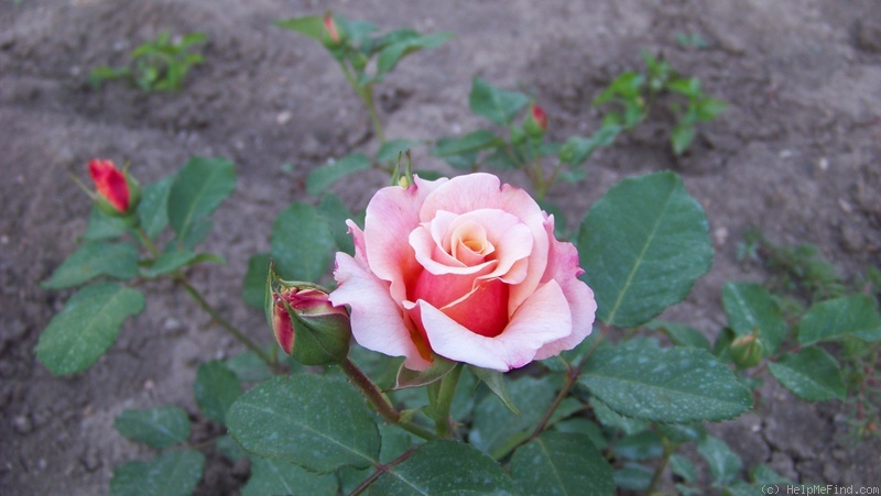 'Caramella ™ (shrub, Kordes before 2000)' rose photo