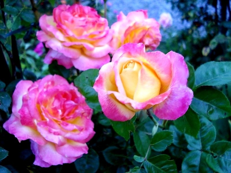 'Pullman Orient Express ®' rose, click to enlarge 'Pullman Orient Express ®' rose photo