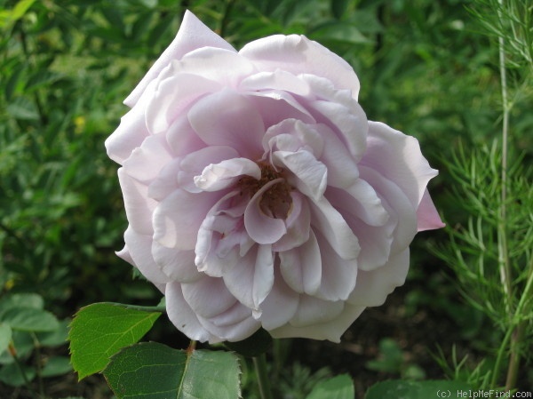 'Mirjam' rose photo
