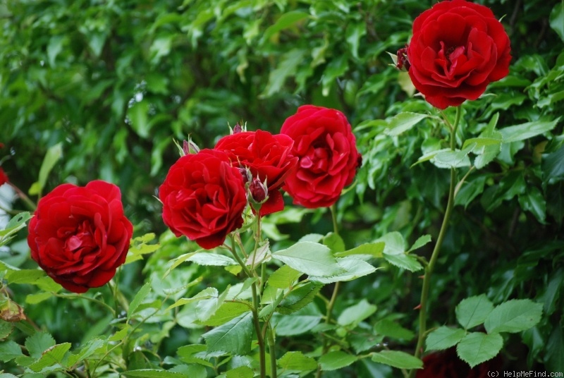 'Sympathie ®' rose photo