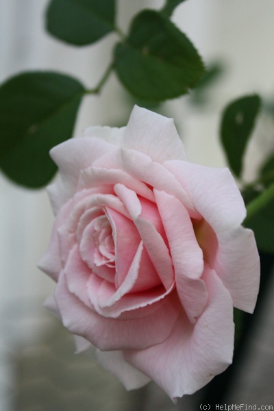 'Frederic Mistral ®' rose photo