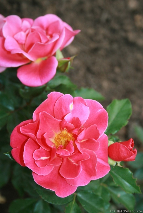 'Melusina ®' rose photo