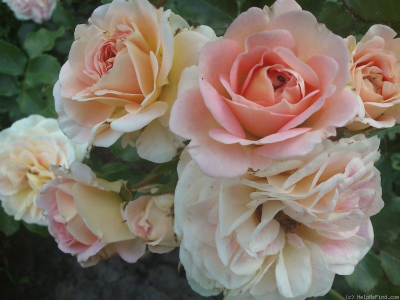 'Concerto 94' rose photo