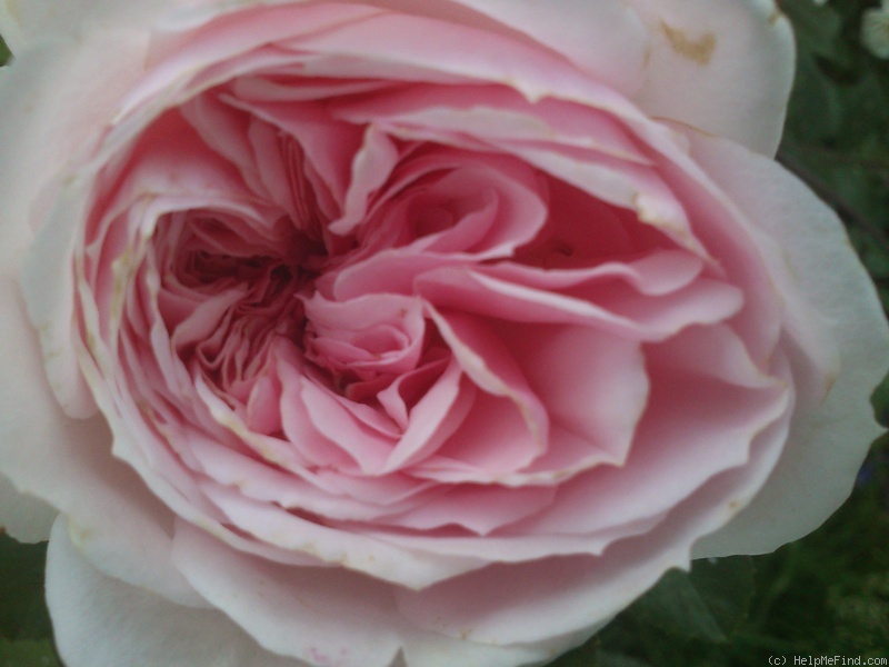 'Cinderella ™ (climber, Kordes 2003)' rose photo