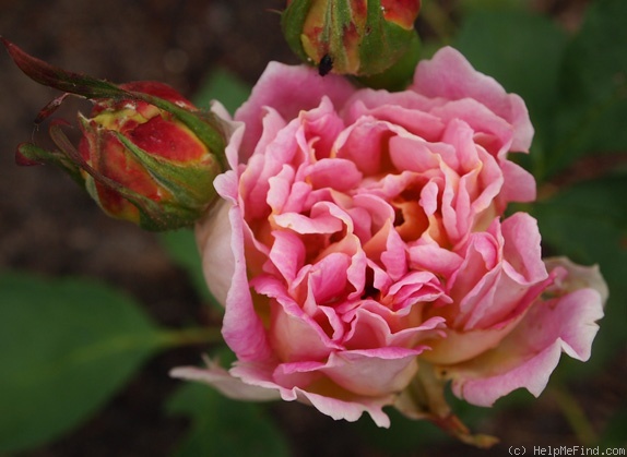 'Bradova Germania' rose photo