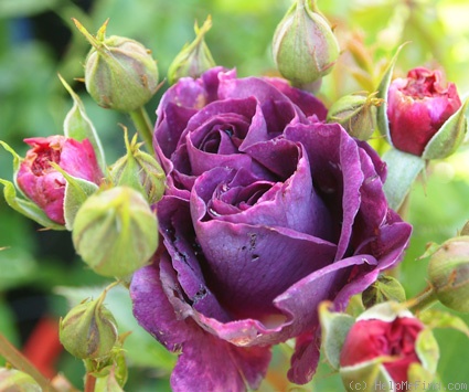 'Minerva ® (floribunda, Vissers, 2011)' rose photo