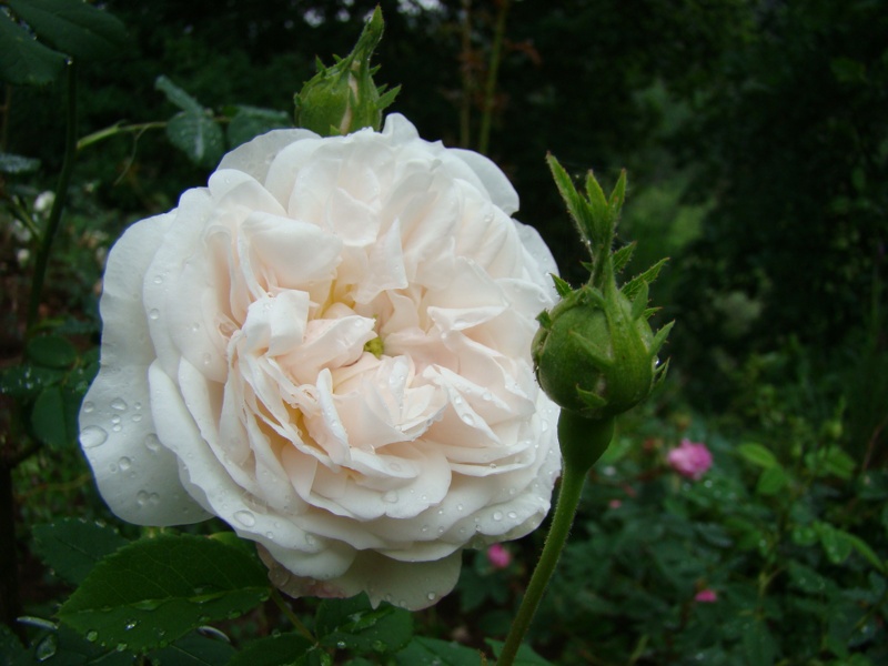 'Madame Hardy (Damask, Hardy, 1831)' rose photo