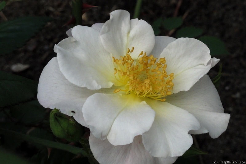 'Una' rose photo