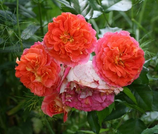 'Gebrüder Grimm ®' rose photo