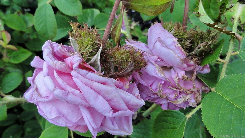 'Crested Sweetheart' rose photo